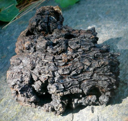 Chaga