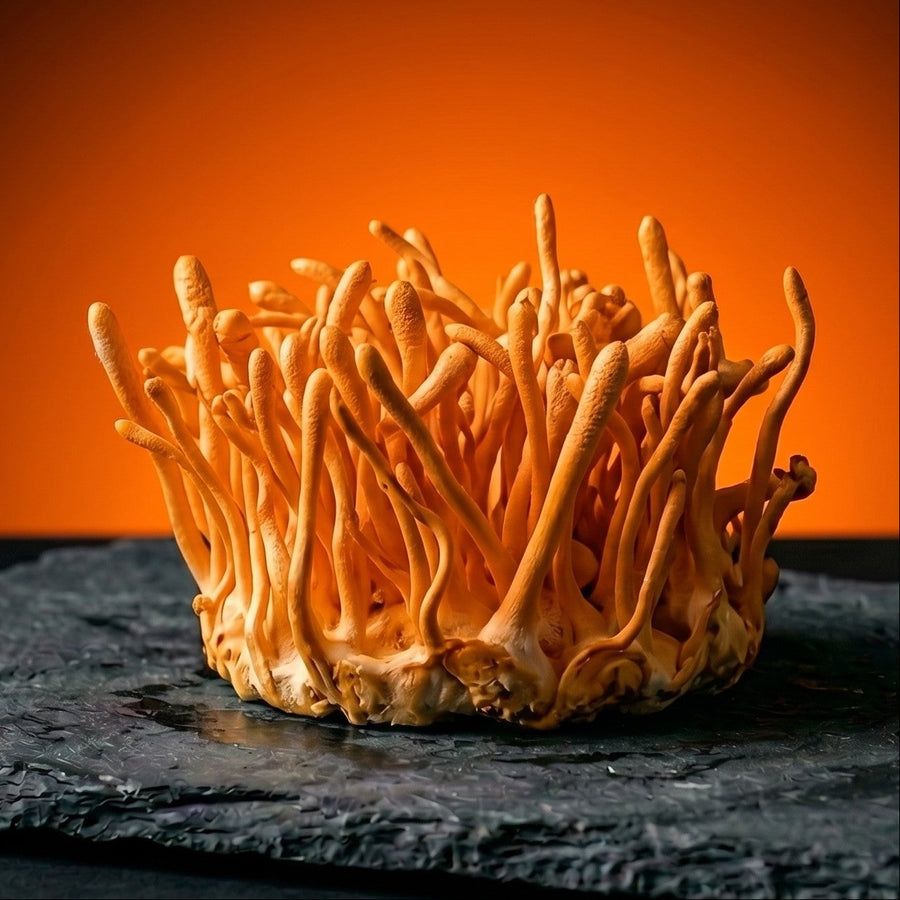 Cordyceps