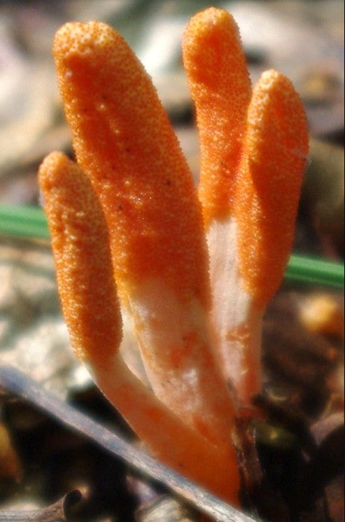 Cordyceps