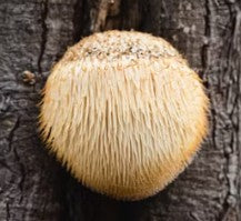 Lion's Mane